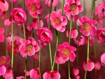 PINK FLOWERS