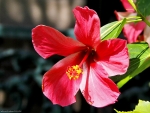 RED HIBISCUS