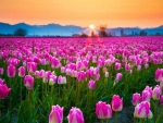 Tulips Field at Sunset