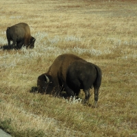 Grazing Bison
