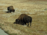 Grazing Bison