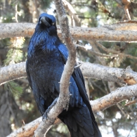 Beautiful Raven