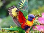 Rainbow Lorikeet