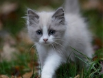 Cute Fluffy Kitten