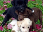Adorable Puppies