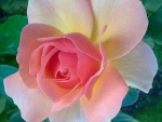 Lovely Rose