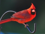 cardinal