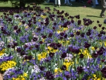 Toowoomba Festival Of Flowers