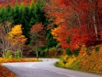 Autumn Forest Road