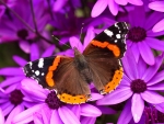 Butterfly on Purple Flowers