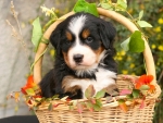 Puppy On Basket