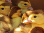Ducklings
