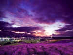 Purple Lavender Field