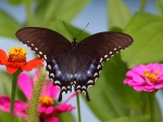 Butterfly On Flowers