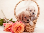 Puppies on Basket