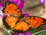 Butterfly Close-up