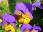 Tricolor Pansies