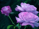 Purple Roses
