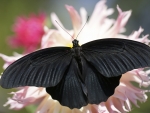 Black Butterfly on White Flowers