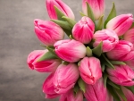 Pink Tulips
