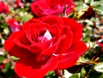 RED ROSES