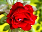 RED ROSES