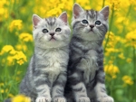 Cute Kittens