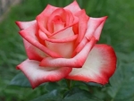 Beautiful Tea Rose