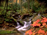 Autumn Stream