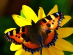 Butterfly on Yellow Flower