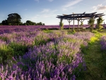 Gazebo on a Lavender Field