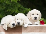 Three Small Puppies of a Golden Retriever