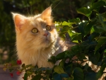 Red Cat in the Sun