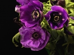 Violet Anemones Flowers
