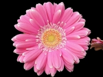 Two Pink Gerbera