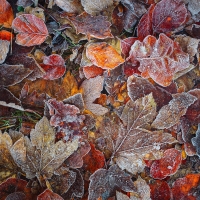 Frozen leaves
