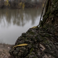 Nature on the edge of dying