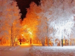 Snowy Trees