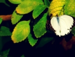Butterfly on Green Leaves