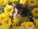 Kitten in Flowers