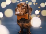 Dachshund