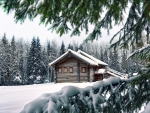Forest House in Winter
