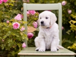 Small Puppy Sits on a Chair