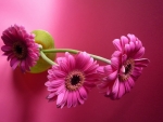 Pink Gerbera