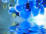 Blue orchids