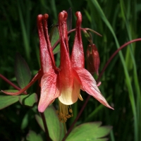 Eastern Red Columbine