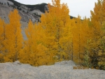 Aspens