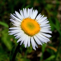 Daisy at Parfreys Glen