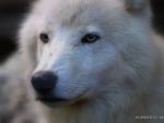 arctic wolve