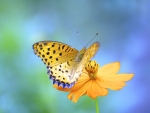 Butterfly on the Flower